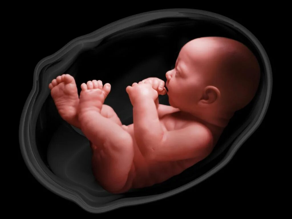 Эмбрион человека это. Младенец в утробе. Дети на плоту.