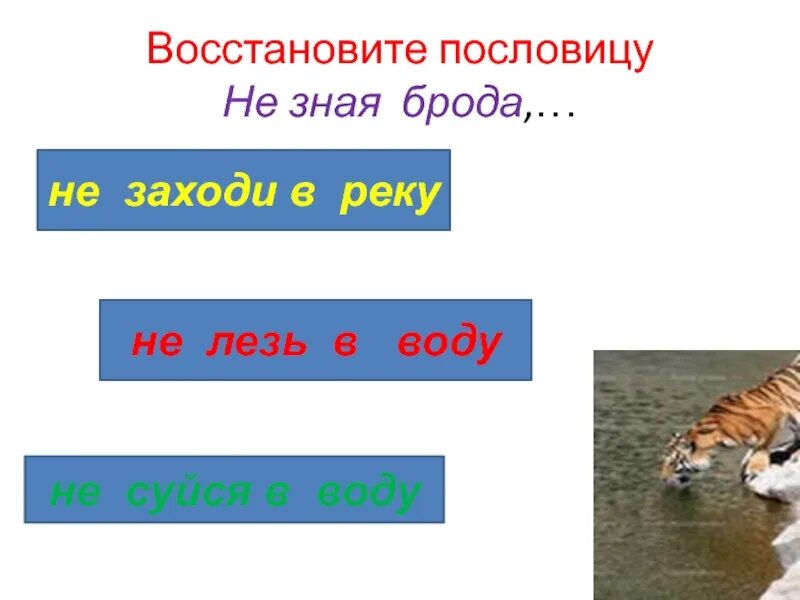 Не суйся разбор 3. Не зная броду пословица продолжение. тигр однокоренные слова. толкование пословицы не зная броду не суйся в воду. сочинение не зная броду не лезь в воду.