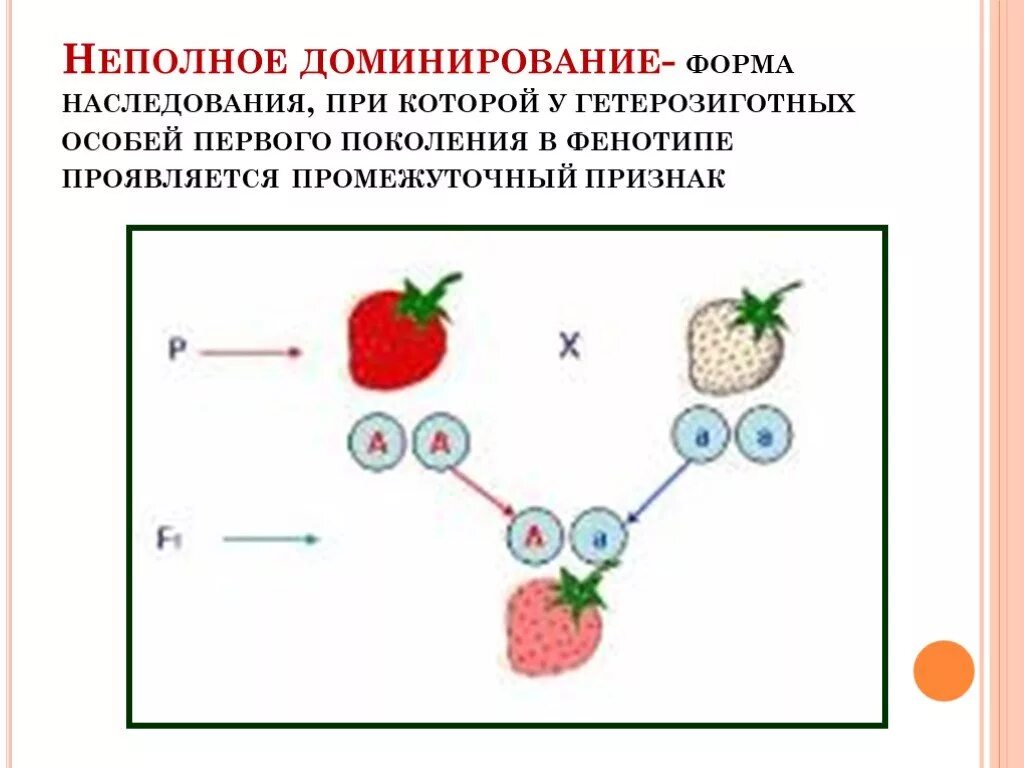 Задачи на неполное доминирование 9 класс биология. Схема наследования признаков при неполном. Промежуточное доминирование примеры. Наследование при неполном доминировании.