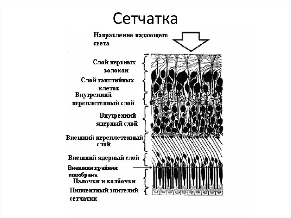 Строение сетчатки рисунок. Сетчатка глаза строение слои. Гистологическое строение сетчатки. Слои сетчатки глаза гистология. Схема строения сетчатки гистология.