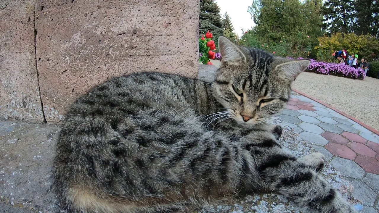 Парк котов. Алания парк с котами. Пикапарк котики.