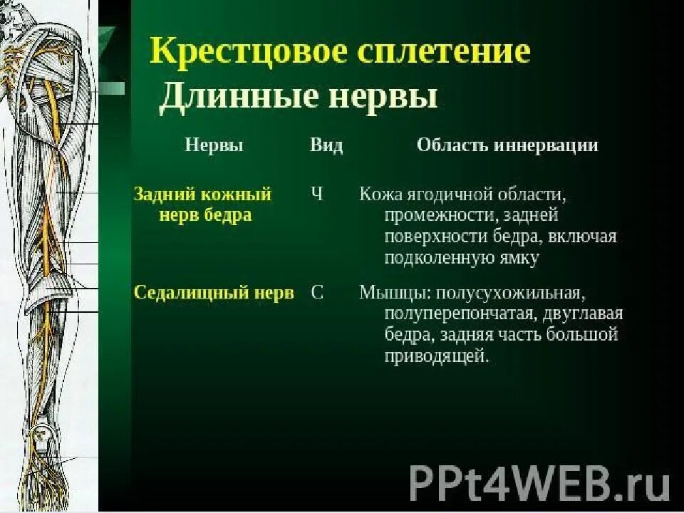Перечислите нервы. Нервы пояснично-крестцового сплетения. ветви крестцового сплетения таблица. крестцовое сплетение, его топография, нервы, области.. крестцовое сплетение анатомия.