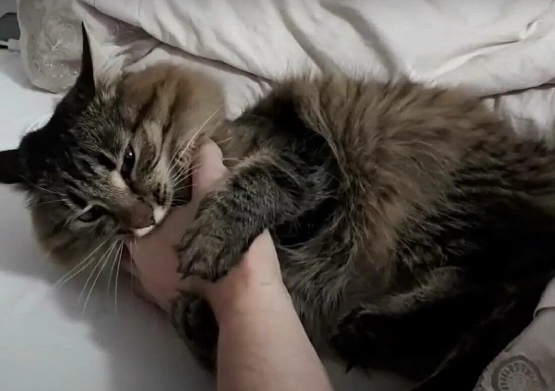 К чему снится кошка кусает за руку. Котенок кусает. Кот кусает руку. Кусачий котенок. Кошка царапается.