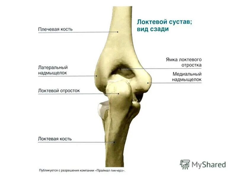 Локтевого мыщелка