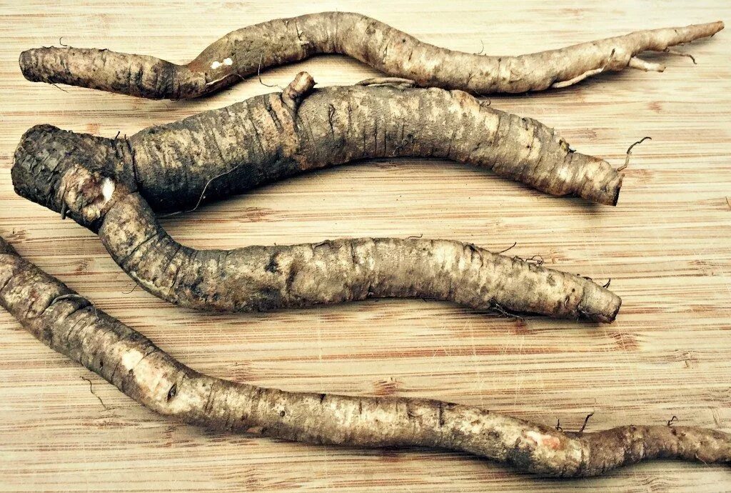 Готовить какой корень. Лечебные свойства корня лопуха. Корень репейника. Корень лопуха свойства. Блюда из корня лопуха рецепты.