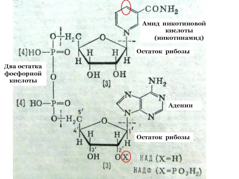Рибоза аденин фосфорная кислота. Аденин рибоза два остатка фосфорной кислоты рибоза амид никотиновой. Формула аденин фосфорная кислота. Амид никотиновой кислоты рибоза остаток фосфорной кислоты.