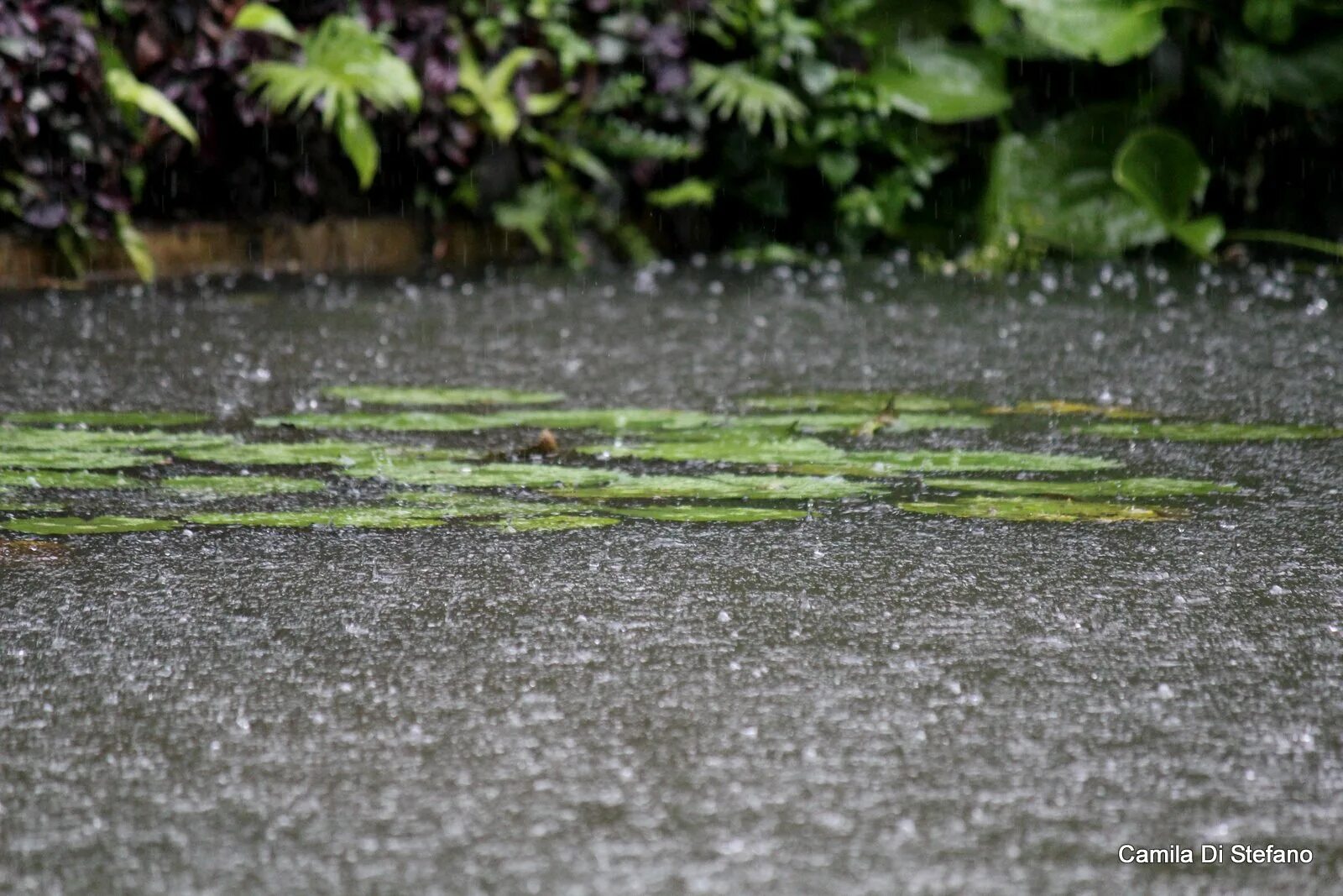 Дождь на Бали. Дождик блок