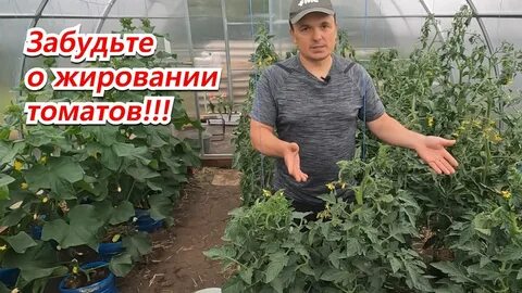 Картофель жирует что делать