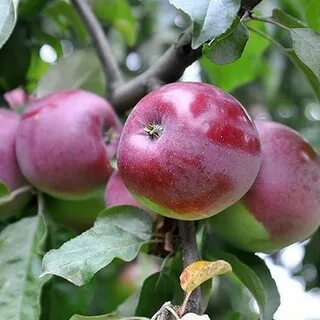Лучшие зимние сорта яблонь для средней полосы