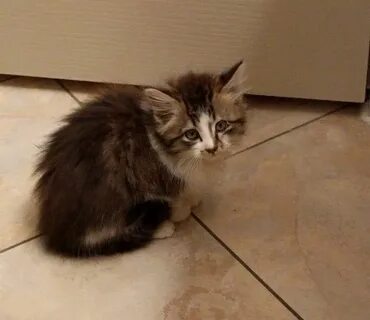 Почему приходят котята
