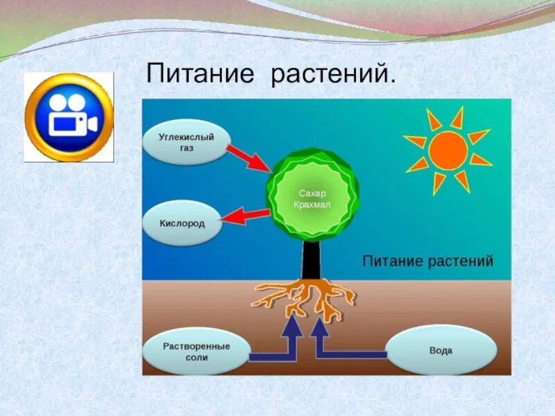 Процесс питания и дыхания растений. Питание растений. Схема питания растений. Как питаются растения. Процесс питания растений.