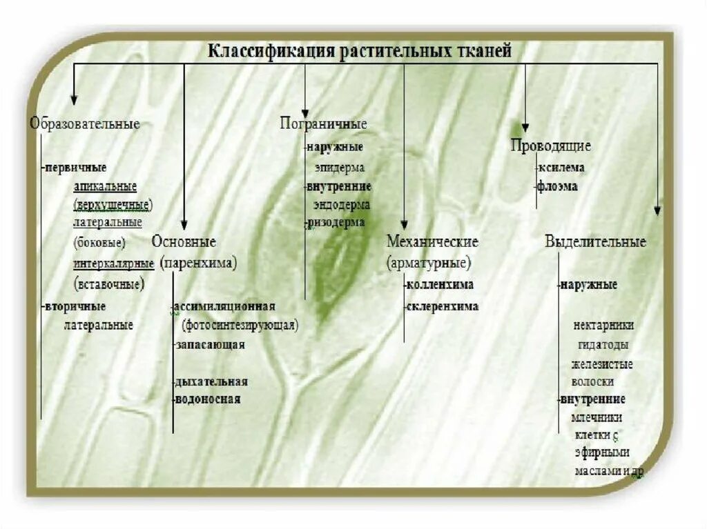 Основные ткани растений классификация. Растительные ткани их классификация и функции. Схема классификация тканей растений. Классификация основных тканей растений.