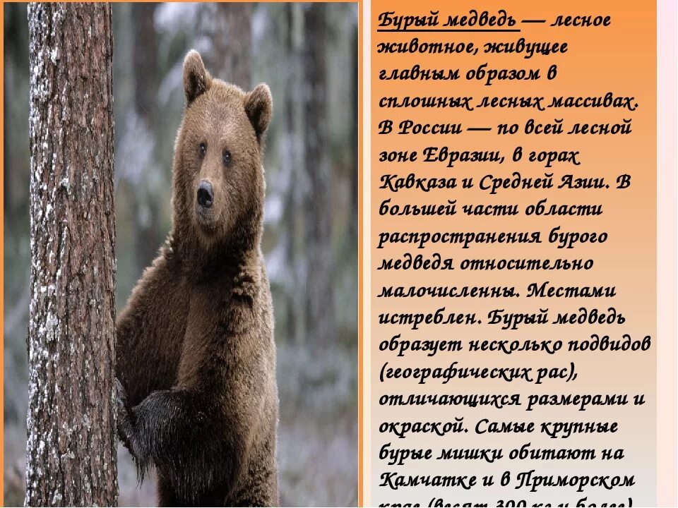 Бурый медведь описание. Рассказ про бурого медведя. Доклад о медведях. Сообщение о медведе. Описание медведя по плану