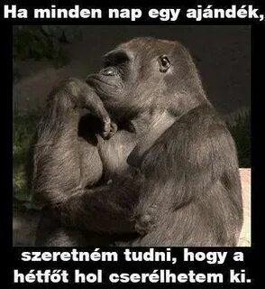Мышления животных и людей