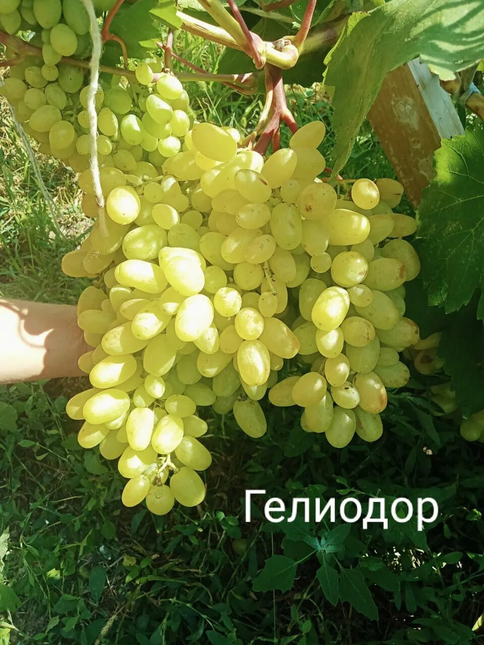 виноград кишмиш гелиодор. кишмиш гелиодор. кишмиш гелиодор. виноград гелиодор описание сорта отзывы. виноград виноград гелиодор.