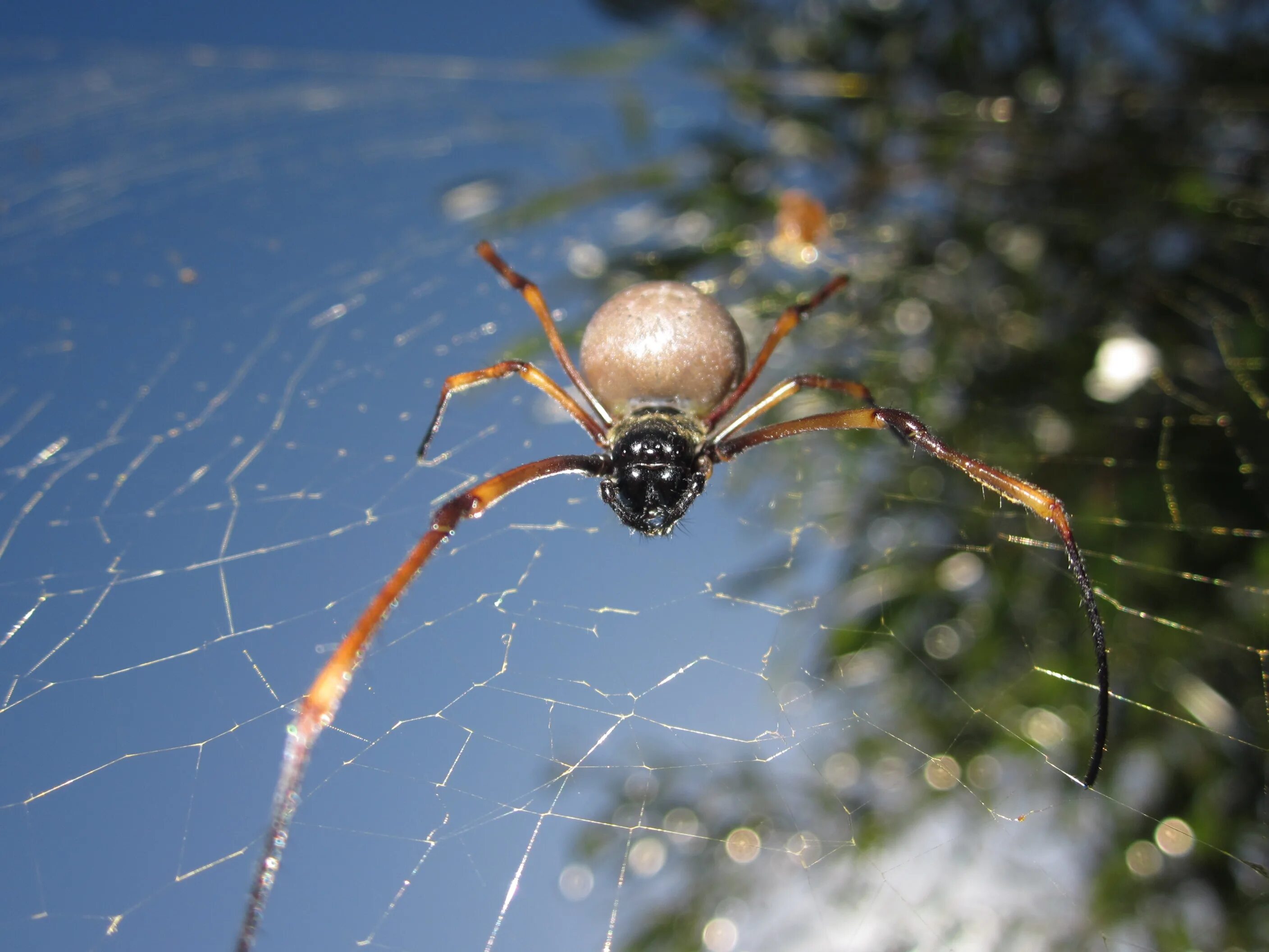 Все пауки. Лесной паук крестовик. Садовый паук (Araneus diadematus. Паук стеатода паутина. Мраморный Ткач паук.