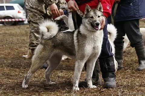 Выставка собак лайки