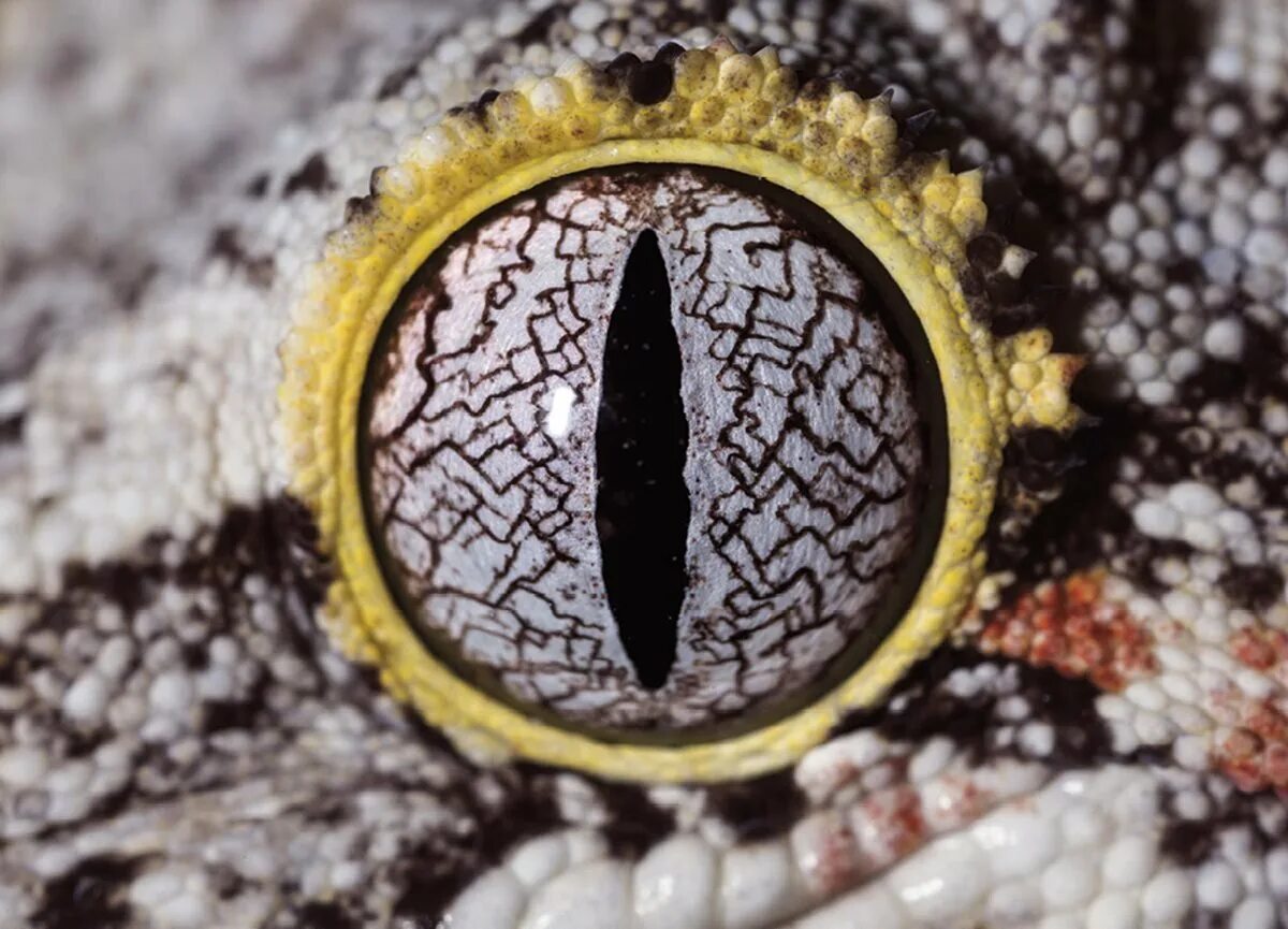 Какой элемент инфраглаза змеи выполняет. Глаз рептилии. Необычные глаза животных. Змея под микроскопом. Глаз ящерицы.