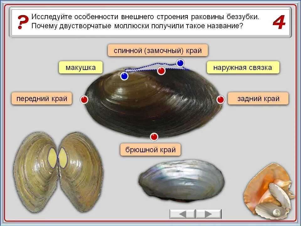 Моллюски различия. Раковины моллюсков биология 7.