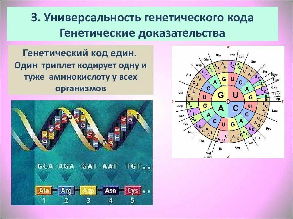 Как определить триплет