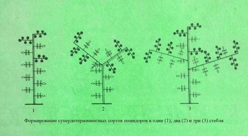 Что значит детерминантный сорт томатов. Формирование томатов индетерминантного типа. детерминантные томаты формирование 2 ствола. детерминантный сорт томатов формирование. детерминантный сорт томатов что это значит.