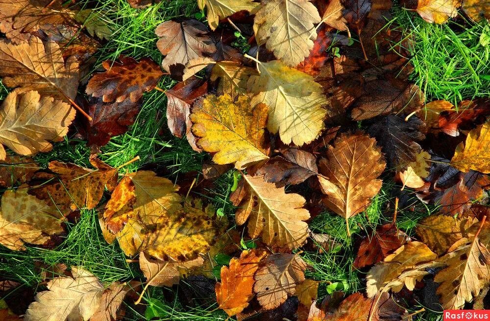 Ковер из кленовых листов. Осенний ковер. Ковер из листьев. Ковер из листьев какой. Фон ковер из осенних листьев.