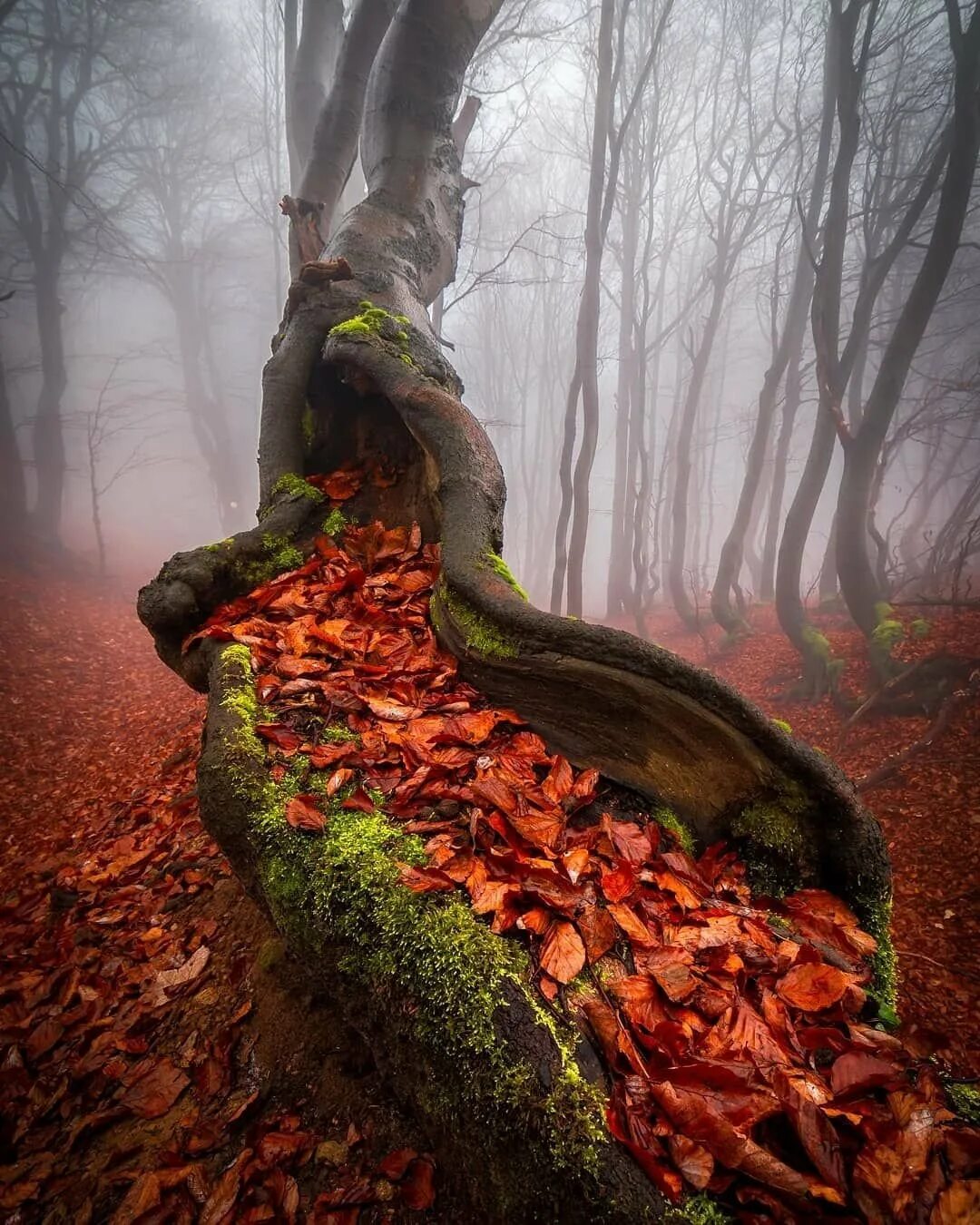 Загадочное дерево. Мистическое дерево. Таинственная осень. Осень в лесу. Необычный лес.