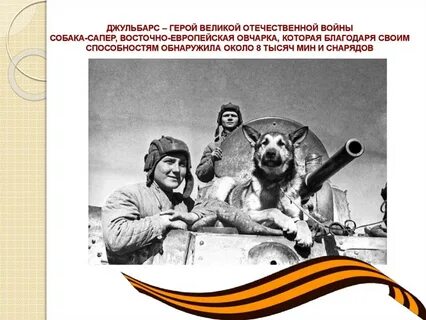 Животные герои великой отечественной