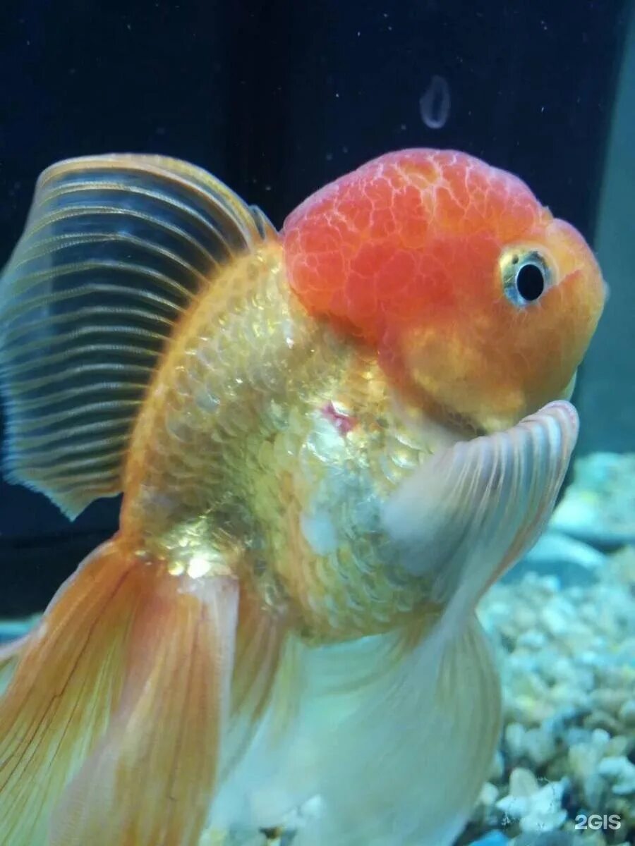 Barbus led. Зоомагазин Барбус Иркутск. Золотая рыбка. Львиноголовая рыбка. Я хочу рыбки.