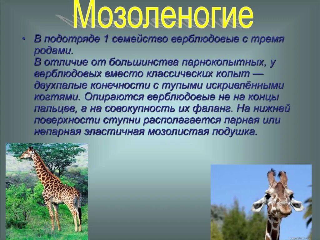 Различия парнокопытных и непарнокопытных. Парнокопытные жвачные и нежвачные. отряд непарнокопытные копыта. парнокопытные и непарнокопытные таблица. общая характеристика парнокопытных и непарнокопытных.