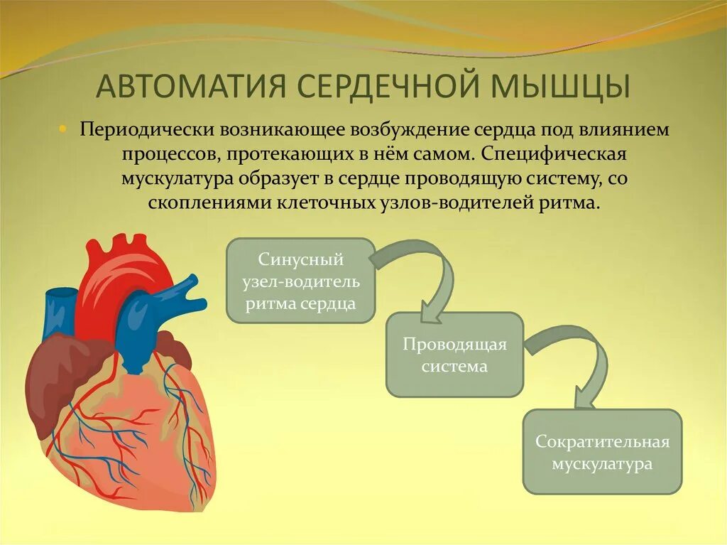 Работа сердечной мышцы. Механизм автоматии сердца физиология. автоматия сердечной мышцы. автоматия работы сердца. автоматия сердца человека.
