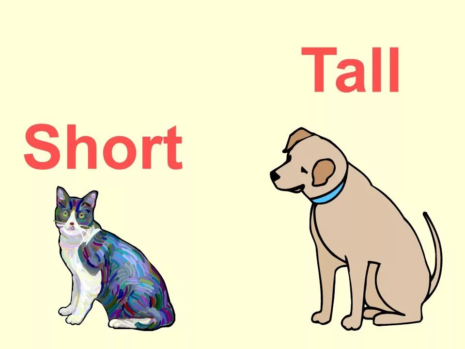 Tall short fat thin