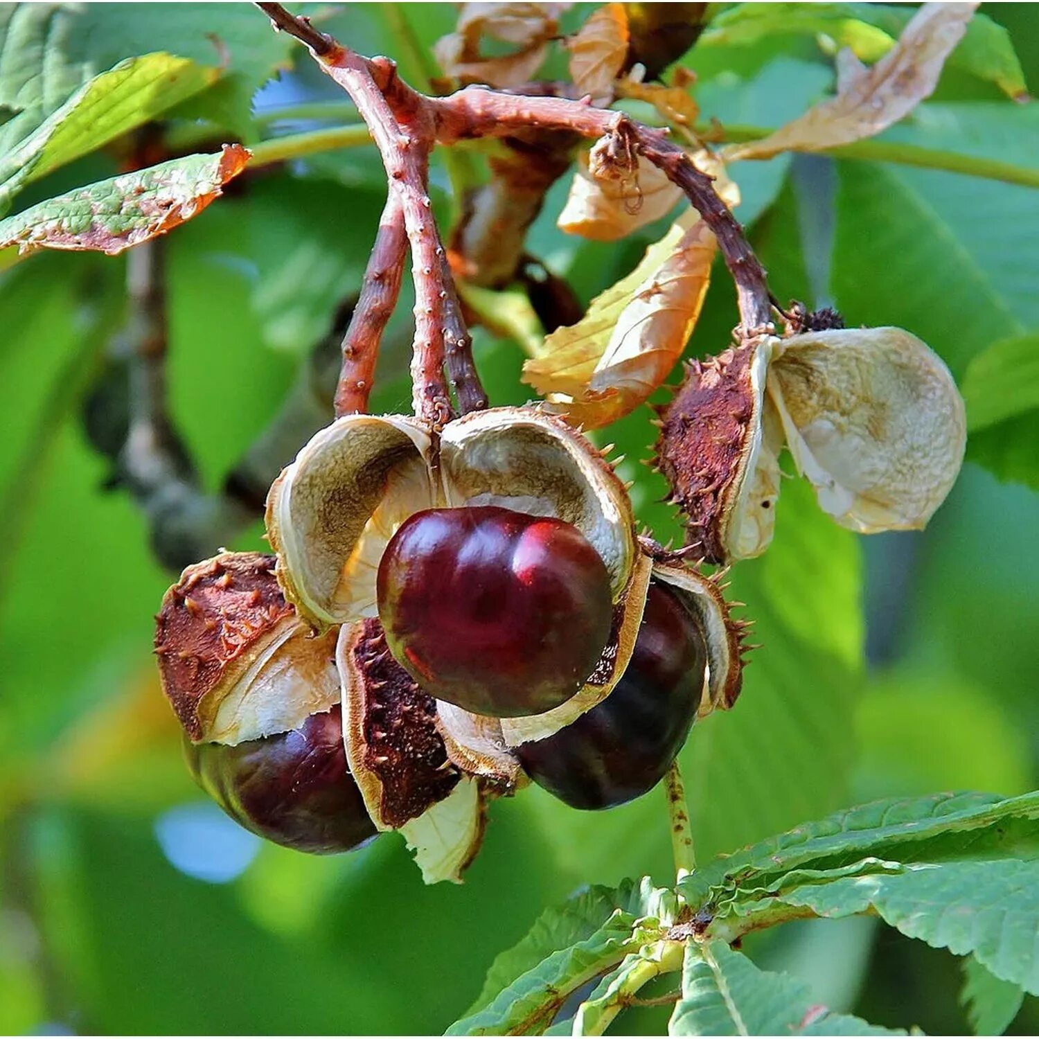 Каштан (Aesculus hippocastanum). Конский каштан обыкновенный Aesculus hippocastanum. Каштан конский (Aesculus). Конский каштан обыкновенный (Aеsculus hippocаstanum). Каштановый орех