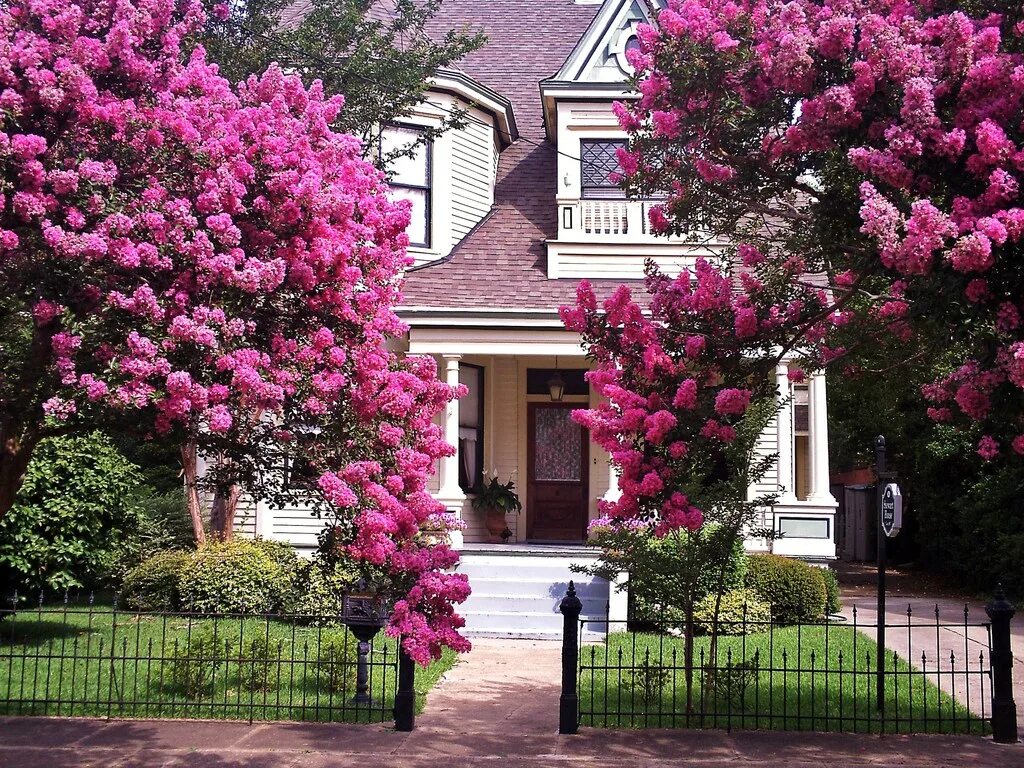 Дом с цветами розовый. Домик с цветущим садом. Сирень перед домом. Дом с сиренью. Домик в весеннем саду.