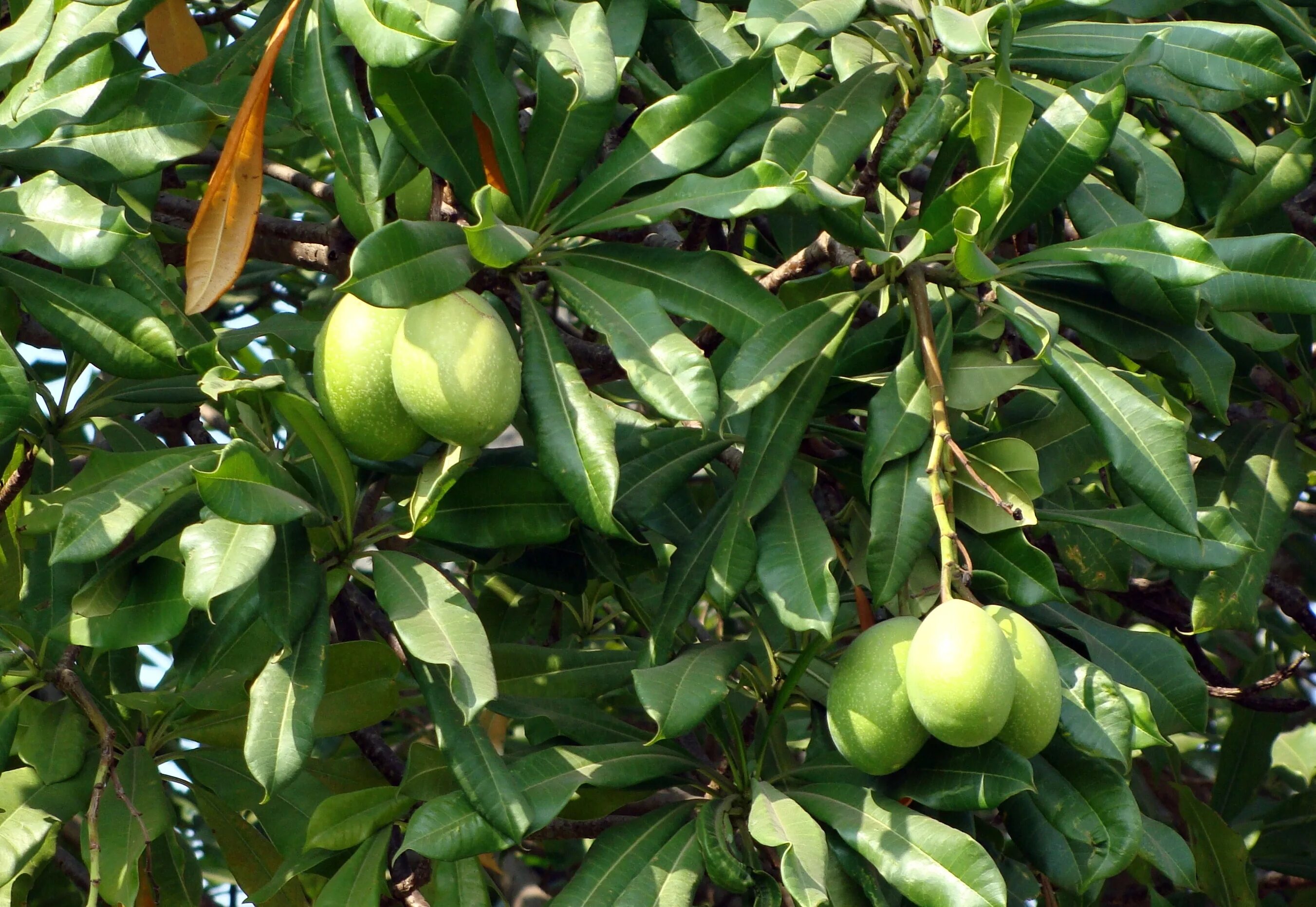 Пила фрукт. Cerbera odollam. Цербера Cerbera manghas (Apocynaceae). Мадагаскарские манго. Кустарники Индии.