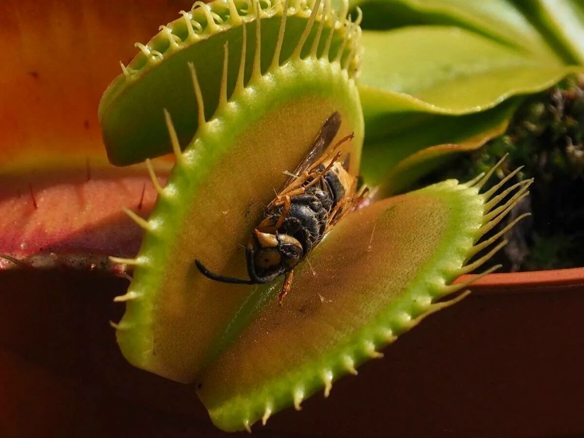 Венерина мухоловка мухи. Венерина Дионея. Дионея мухоловка. Dionaea muscipula (Дионея, Венерина мухоловка). Венерина мухоловкаоловка\.