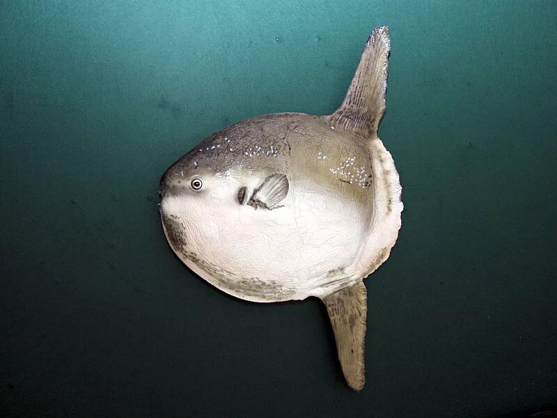 Обыкновенная Луна-рыба Mola Mola. Sunfish рыба Луна. Рыба Луна мальки. Личинка рыбы Луны.