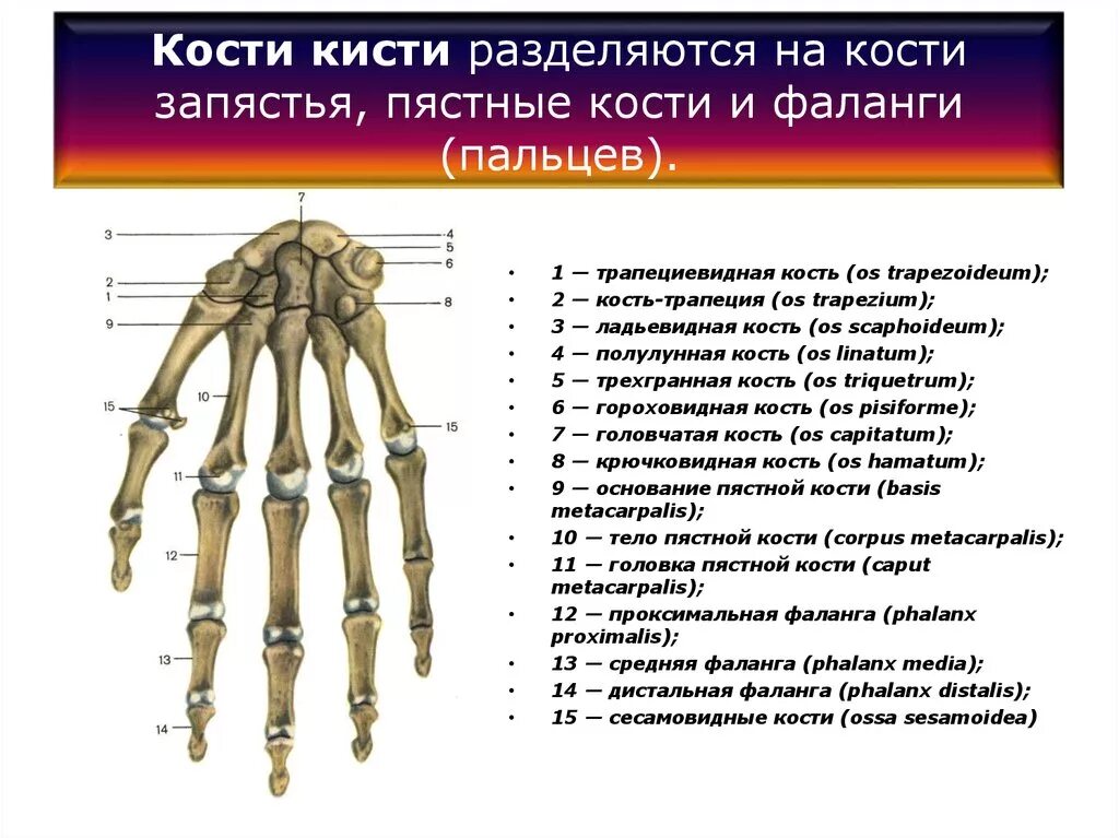 Фаланги пальца тип соединения. Кости кисти на латыни. Кисть кости запястья пясти и пальцев фаланги. Кости запястья анатомия на латинском. Кости пясти руки анатомия.