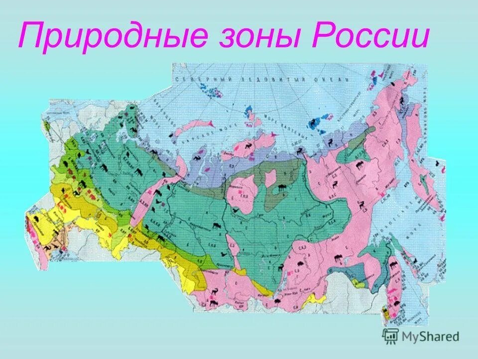 Карта карта природных зон России. Карта природных зон России 4 класс окружающий. Природные зоны России на карте с названиями. Карта природные зоны купить