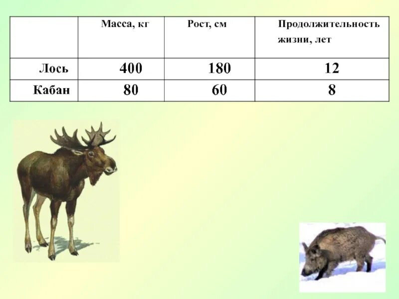 Сроки жизни животных. Средняя масса лося. Продолжительность жизни лося. Размер кабана таблица.