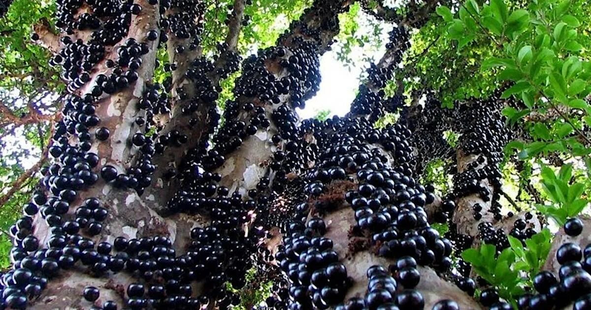 Fazenda cobra R$ 30 de quem quer passar o dia inteiro colhendo jabuticaba Jardim