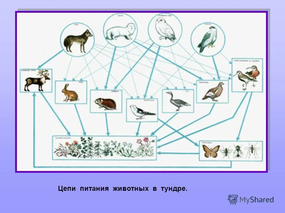 Пищевая сеть биогеоценоза в тундре