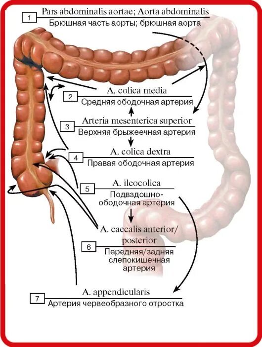 Слепая кишка иннервация. Кровоснабжение слепой кишки и червеобразного отростка. Кровоснабжение аппендикса и слепой кишки. Подвздошнослепокишечная артери. Толстая кишка аппендикс