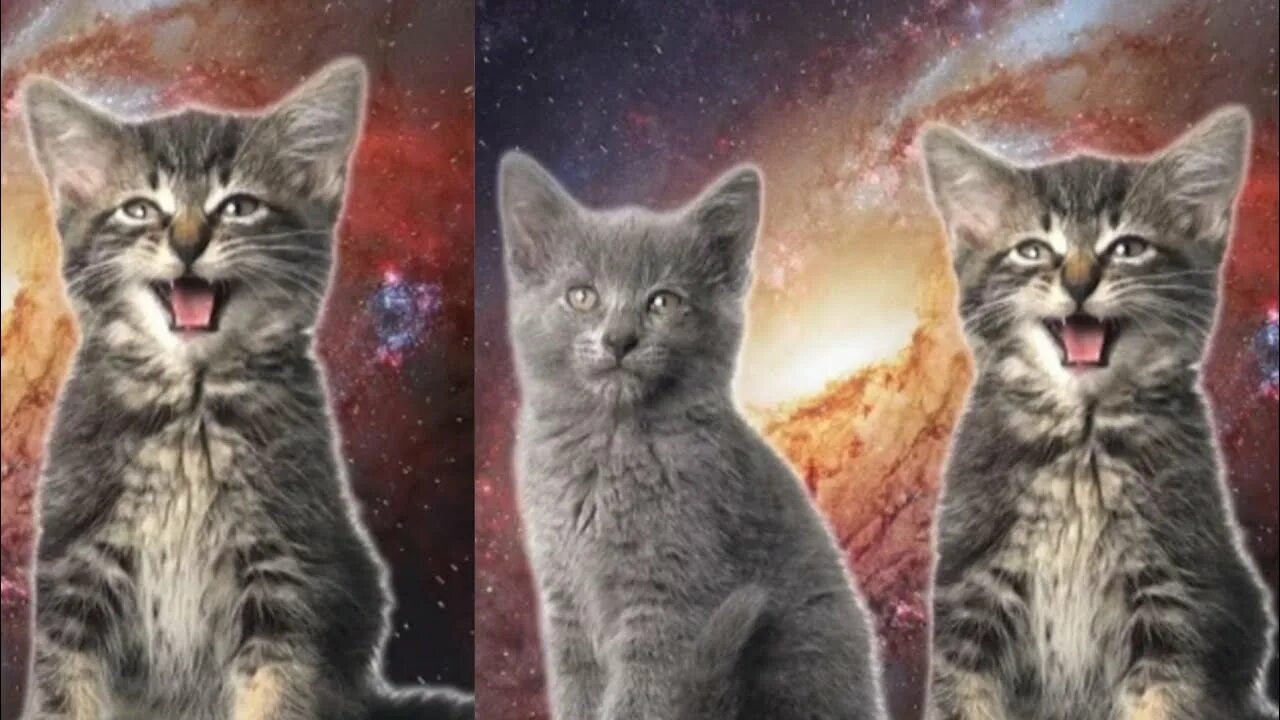 Коты поют в космосе. Cosmic Cat. Cat Videos.