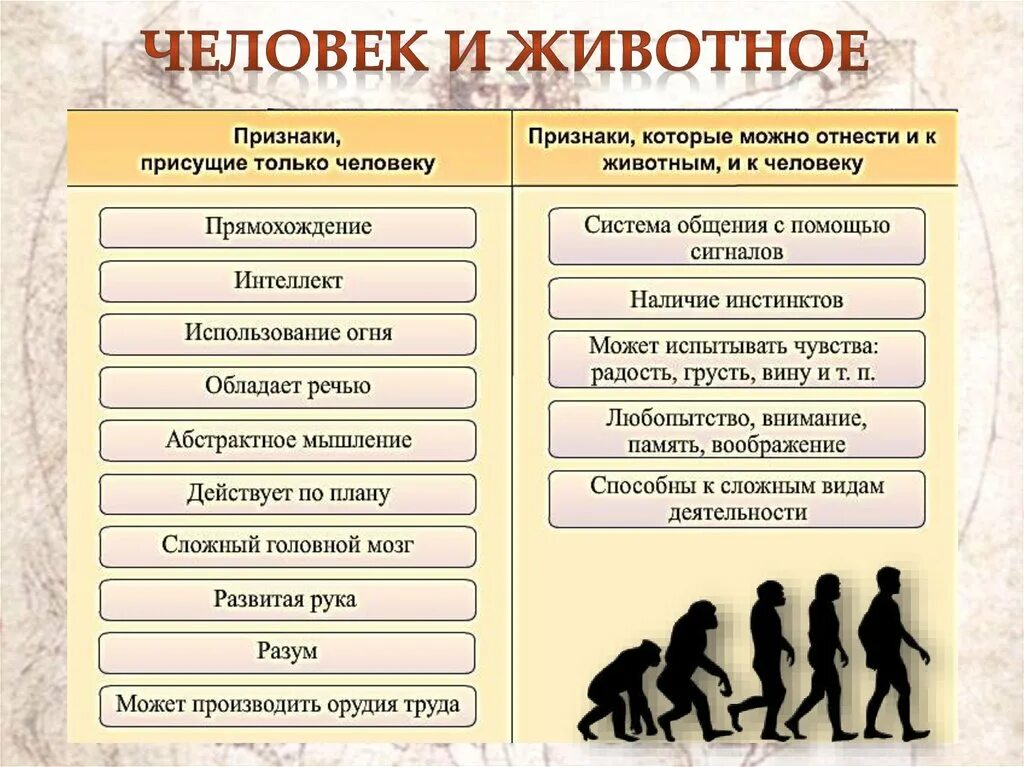 Признаки человека биология 8 класс. Сходства и различия человека и животногг. Общее и различие человека и животного. Отличия и сходства человека и животного. Сходства человека и животного Обществознание.