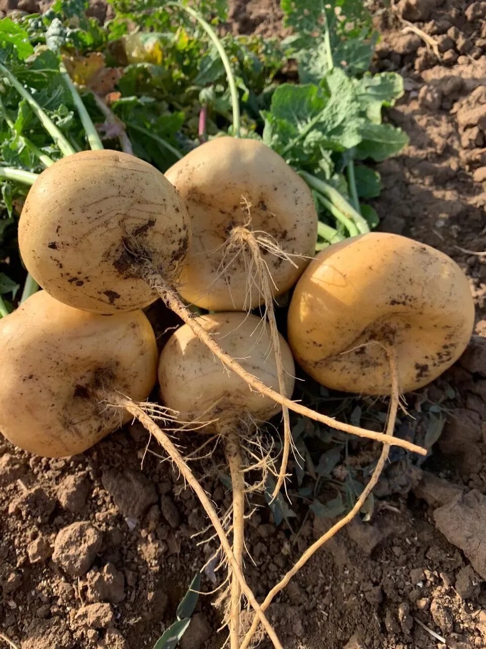 Репа фото. Турнепс (brassica rapa). Репа большая. Репа овощ. Репа отзывы.