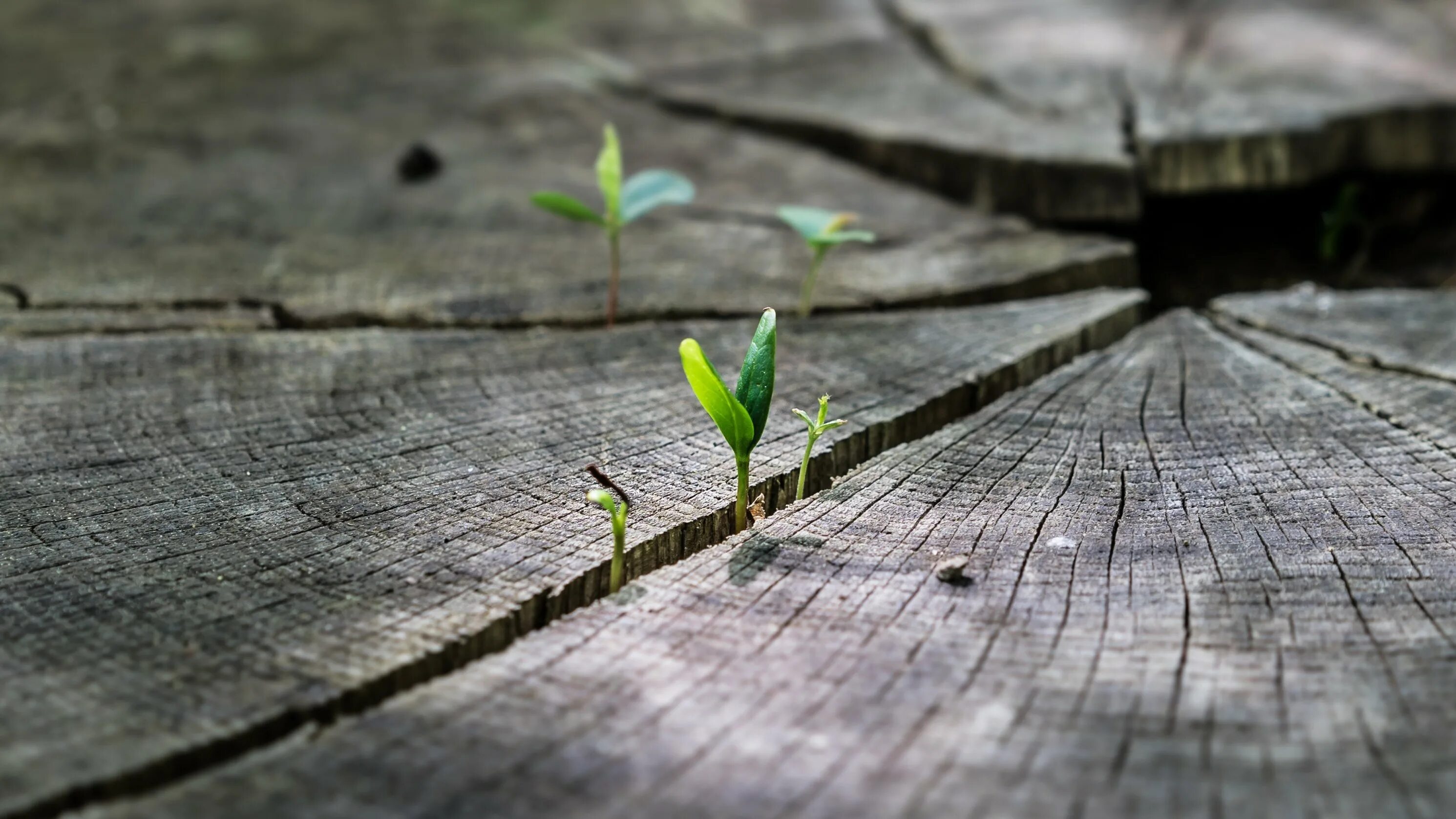 Человек и природа. Хрупкость природы. Сохранение природы. Метель осенью. Дерево с купюрами.