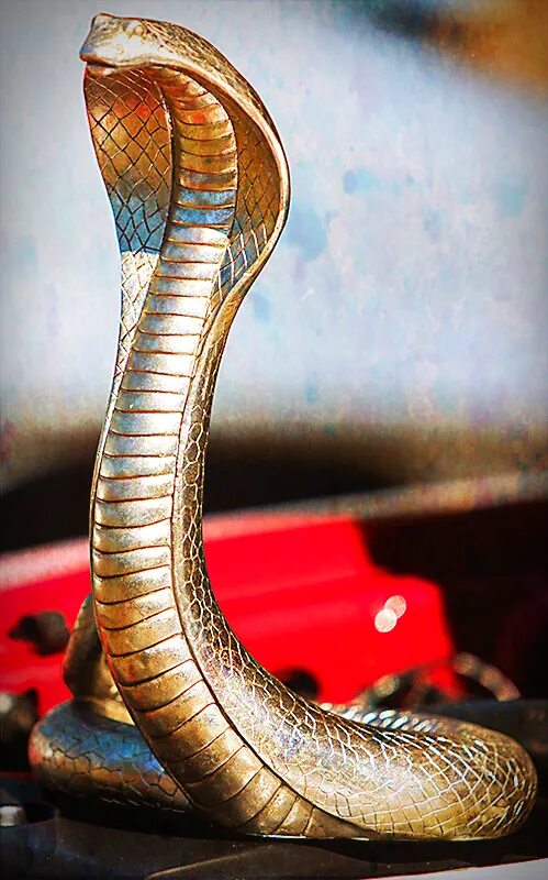 Evektor vut100 cobra. Королевская очковая кобра. Золотая кобра. Evektor vut100 cobra price. Evektor vut100 cobra.