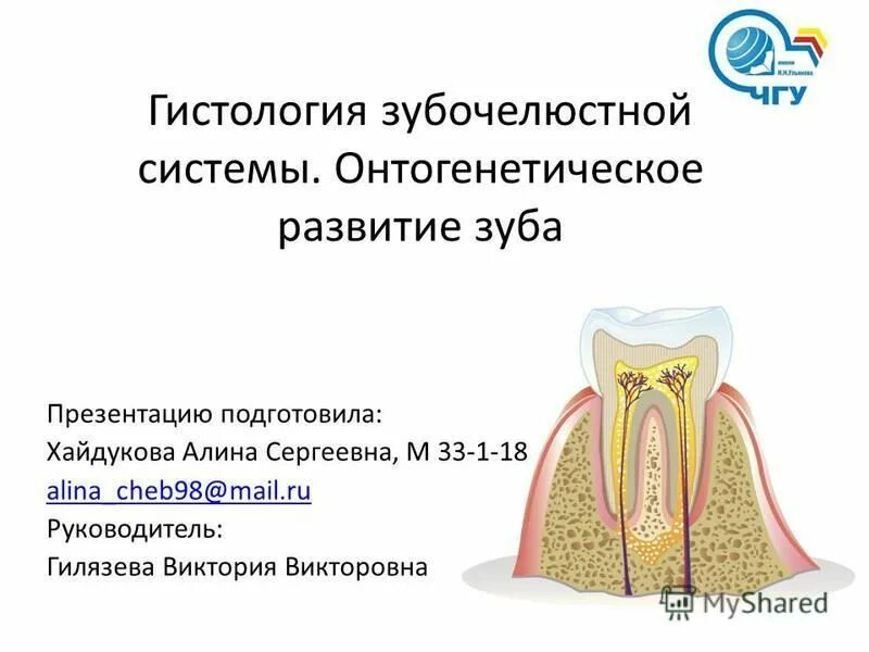 развитие зубочелюстной системы