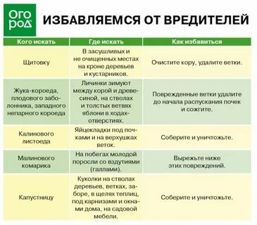 Чем обработать деревьев кустарников осенью от вредителей